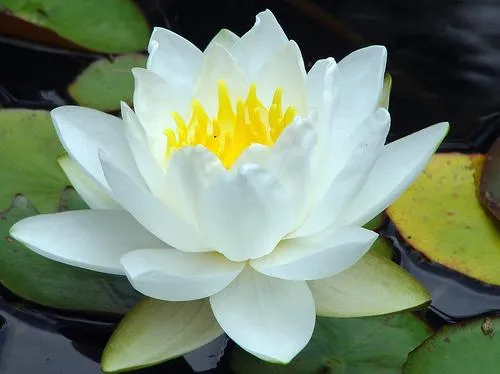 Qué es Flor de Loto? - Su Definición, Concepto y Significado Qué es Flor de Loto? - Su Definición, Concepto y Significado