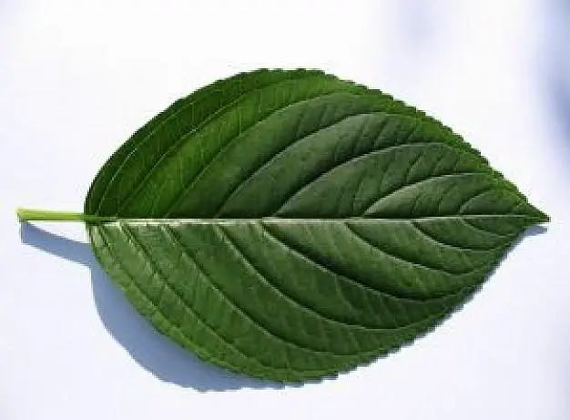 Definición de Hoja ✓ ¿Qué es Hoja? ✓ Su Concepto y Significado Definición de Hoja ✓ ¿Qué es Hoja? ✓ Su Concepto y Significado