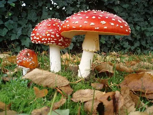 Definición de Reino Fungi » Concepto en Definición ABC Definición de Reino Fungi » Concepto en Definición ABC
