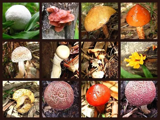 Definición de Reino Fungi » Concepto en Definición ABC Definición de Reino Fungi » Concepto en Definición ABC