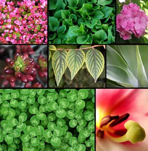 Definición de Reino Plantae » Concepto en Definición ABC