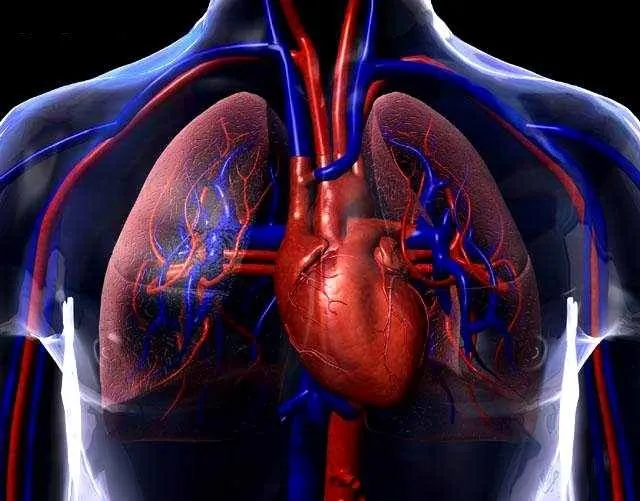 Definición de Sistema Circulatorio » Concepto en Definición ABC Definición de Sistema Circulatorio » Concepto en Definición ABC