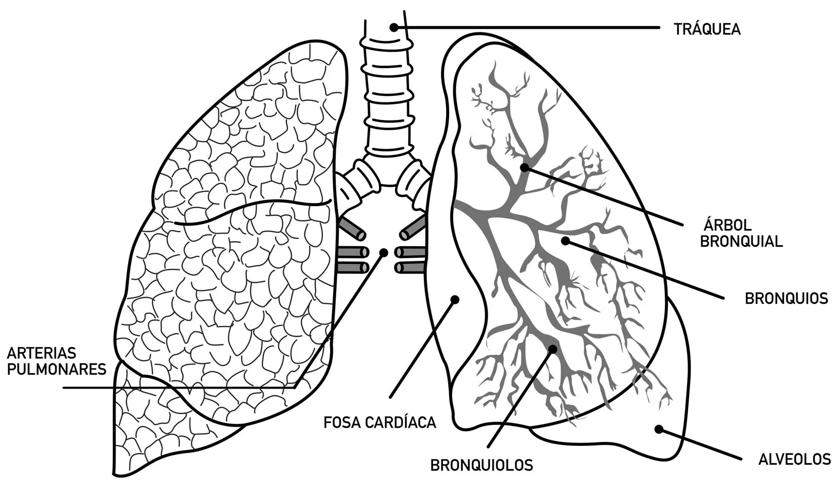 Definición de Sistema Respiratorio; Órganos/partes, funciones, e importancia Definición de Sistema Respiratorio; Órganos/partes, funciones, e importancia