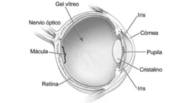 Degeneración macular del ojo | Salud180