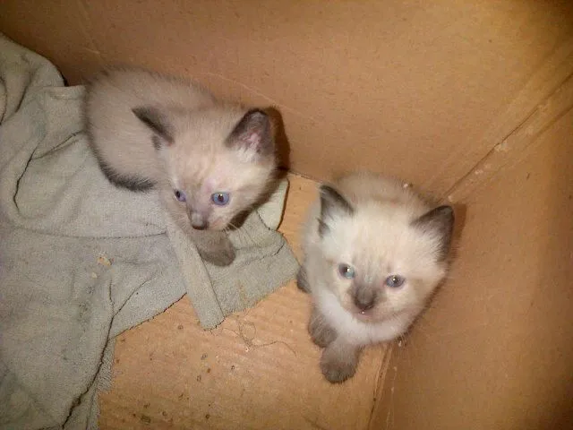 DeilyNavarro : @GaticoCallejer. Bellos Gatitos en adopcion ...