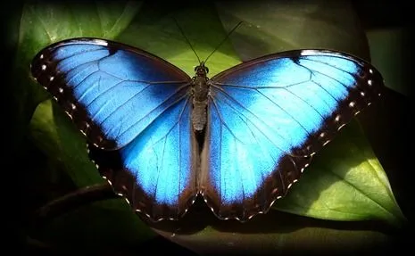 Déjame que te cuente: Mariposas azules (Morpho)