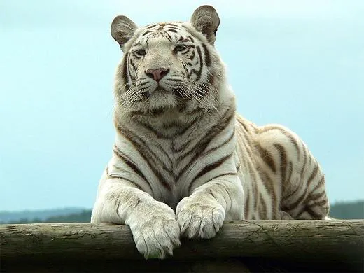 tigre-blanco-1.jpg
