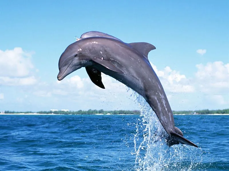 El Delfin
