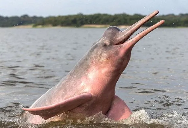 Delfín rosado: Increíbles fotografías de esta rara especie en el ... Delfín rosado: Increíbles fotografías de esta rara especie en el ...