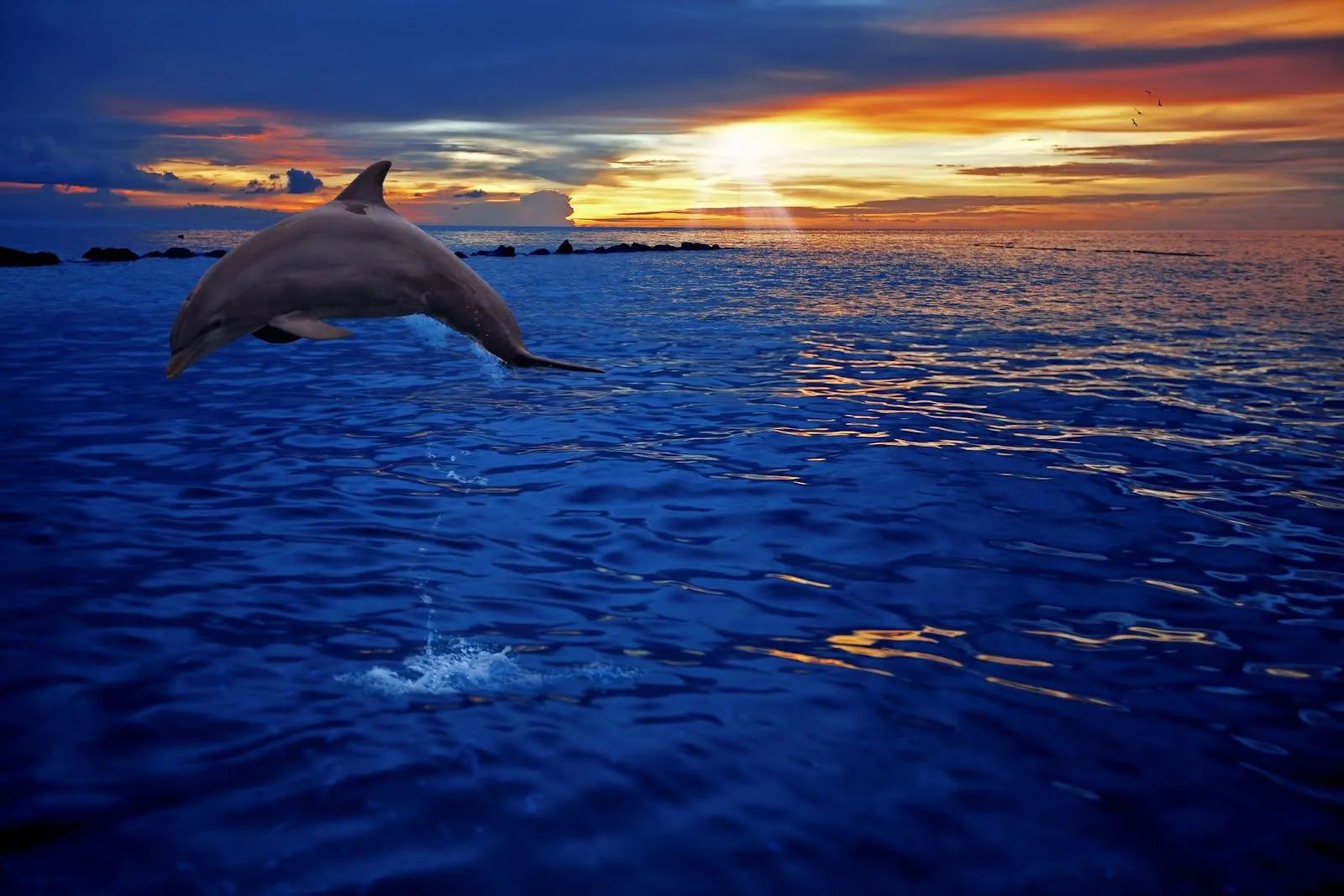 Delfin Saltando Mar Pictures
