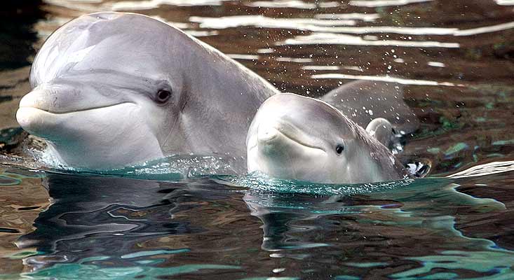 Delfines y Ballenas. Su Inteligencia, arte y espiritualidad. Delfines y Ballenas. Su Inteligencia, arte y espiritualidad.