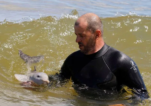 delfines bebes recien nacidos