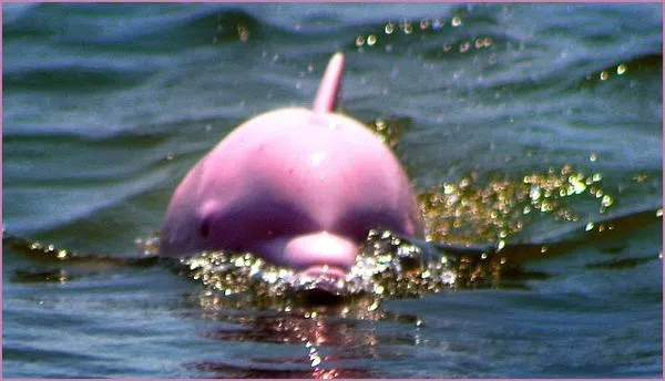 Delfines Bebes Rosados