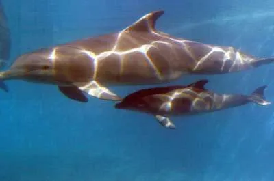 los delfines: los delfines bebes con su madre los delfines: los delfines bebes con su madre