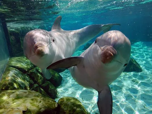 Delfines 3D fondos - Imagui