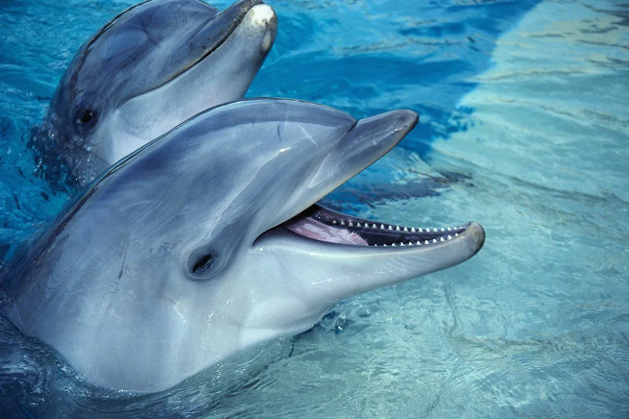 DE DELFINES GIFS - Imagui