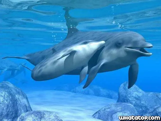 Delfines imagenes de amor - Imagui
