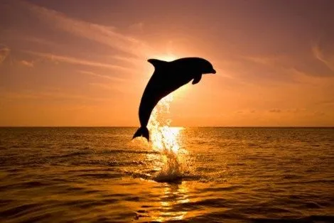 HABILIDADES DE LOS DELFINES - RUCA PEÑI - Gabitos HABILIDADES DE LOS DELFINES - RUCA PEÑI - Gabitos