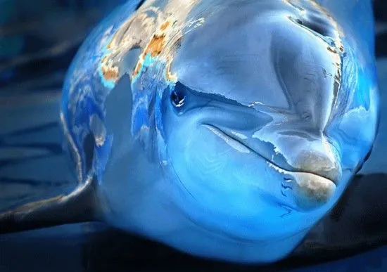 Los delfines mas lindos - Imagui