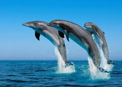 Imagenes de animales mamiferos para imprimir - Imagui Imagenes de animales mamiferos para imprimir - Imagui