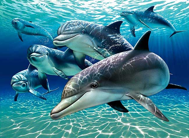 Delfines Bajo El Mar