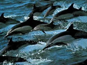 Los delfines recién nacidos se alimentan de la leche materna ... Los delfines recién nacidos se alimentan de la leche materna ...