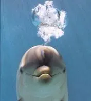 Los delfines recién nacidos se alimentan de la leche materna ... Los delfines recién nacidos se alimentan de la leche materna ...
