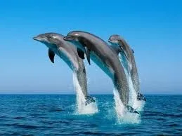 Los delfines recién nacidos se alimentan de la leche materna, y ... Los delfines recién nacidos se alimentan de la leche materna, y ...