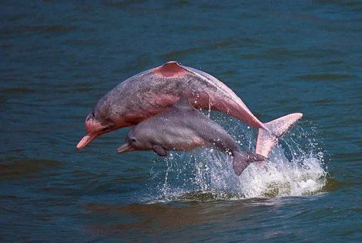 Delfines rosados podrían desaparecer de Hong Kong | Las noticias ... Delfines rosados podrían desaparecer de Hong Kong | Las noticias ...
