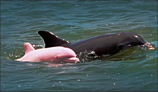 Delfines rosados reales - Imagui