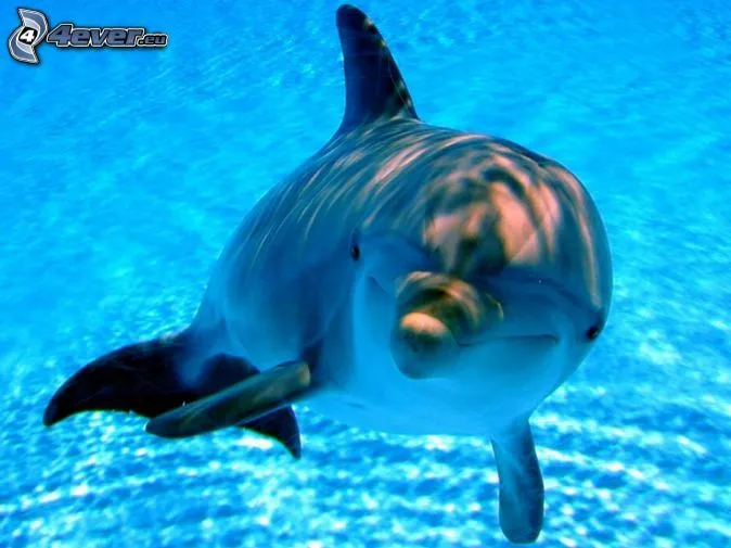 Delfines saltando