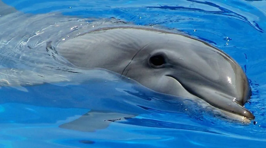 Los delfines hablan en sueños