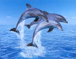 delfines tiernos