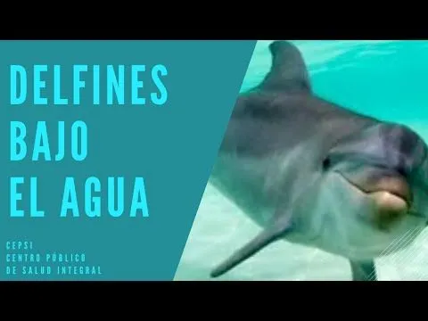 MUSICA Y VIDEO DE DELFINES BAJO EL AGUA. SONIDO BAJO EL AGUA ... MUSICA Y VIDEO DE DELFINES BAJO EL AGUA. SONIDO BAJO EL AGUA ...