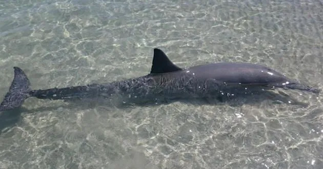 delfines-varados-son- ...