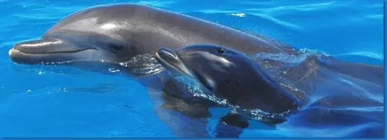 delfines.jpg