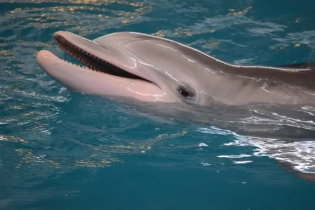 DELFINPEDIA » Delfines. Enciclopedia Ilustrada DELFINPEDIA » Delfines. Enciclopedia Ilustrada