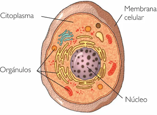 dematemáticas: CÉLULA EUCARIOTA ANIMAL