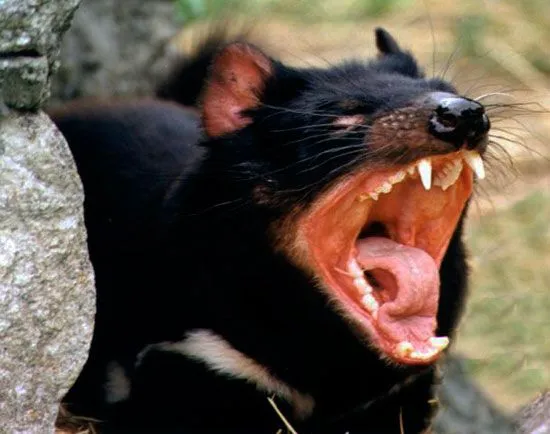 demonio de tasmania sarcophilus harrisii no puede ser confundido con ...