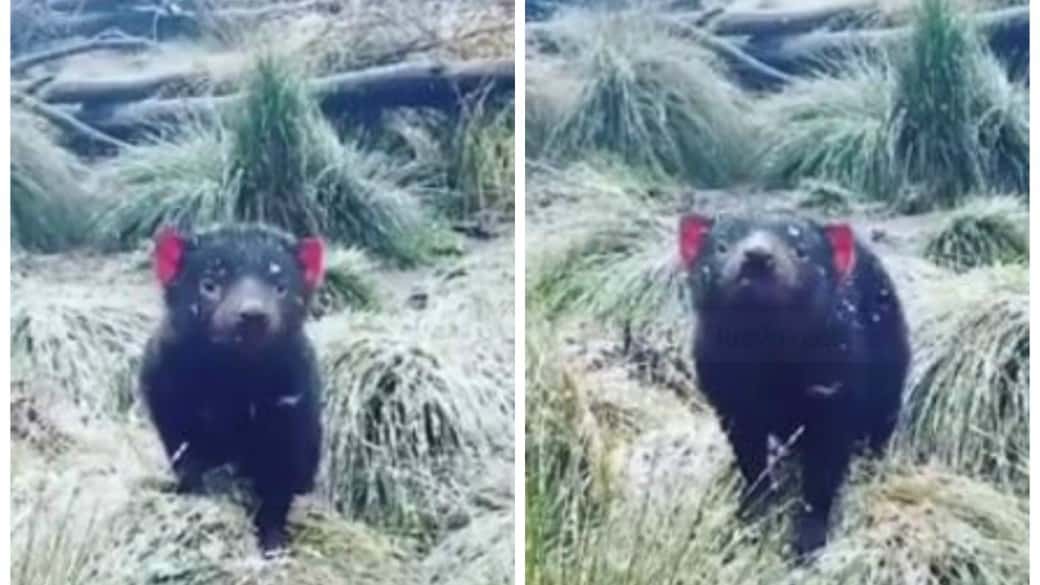 Demonio de Tasmania disfruta la nieve: video Demonio de Tasmania disfruta la nieve: video