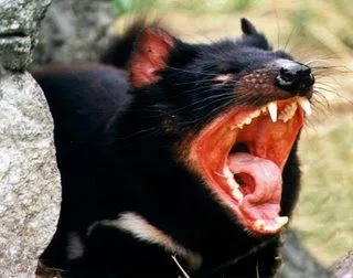 el demonio de tasmania famoso en todo el mundo gracias al dibujo ... el demonio de tasmania famoso en todo el mundo gracias al dibujo ...