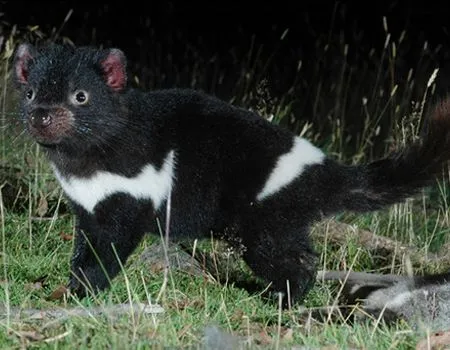 Demonio de tasmania | Pablo RULES