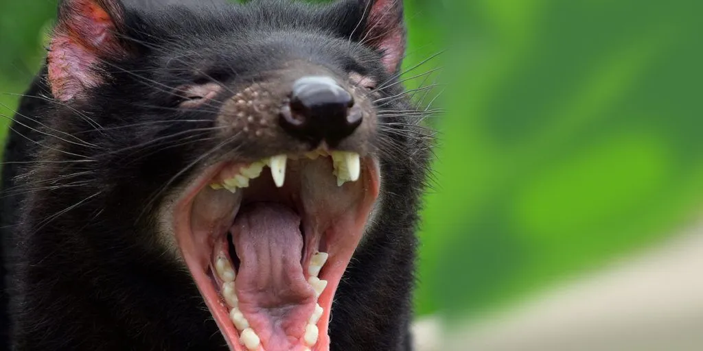 El demonio de Tasmania vuelve a Australia después de 3000 años El demonio de Tasmania vuelve a Australia después de 3000 años