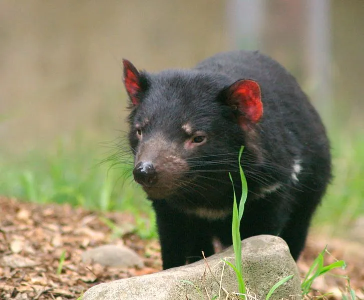 Compasión por el demonio de Tasmania | Crónicas de la Naturaleza Compasión por el demonio de Tasmania | Crónicas de la Naturaleza