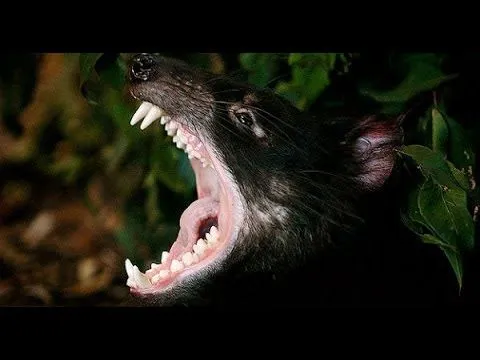 EL DEMONIO DE TAZMANIA - YouTube