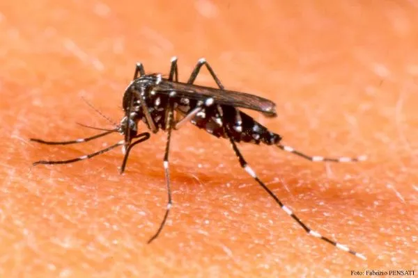 Dengue maldito (I) | La pluma del Tocororo