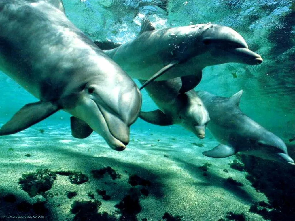 Denuncia internacional contra la matanza de delfines « Entre nómadas Denuncia internacional contra la matanza de delfines « Entre nómadas