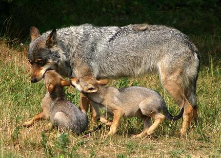 Denuncian un posible nuevo ataque de lobo en El Espinar | Denuncian un posible nuevo ataque de lobo en El Espinar |