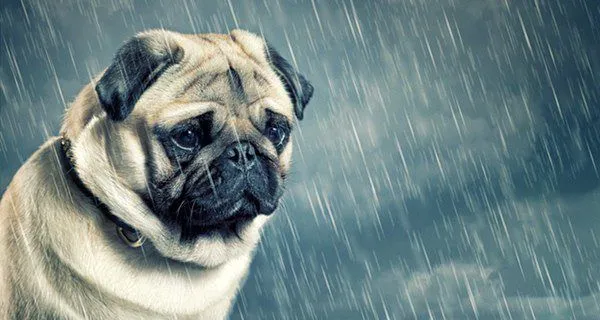 Depresión en los perros: Cómo saber si nuestra mascota está triste Depresión en los perros: Cómo saber si nuestra mascota está triste