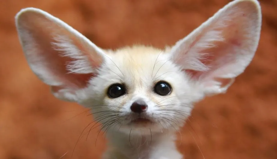 Día de los Derechos de los Animales: Los más tiernos del 2013 ... Día de los Derechos de los Animales: Los más tiernos del 2013 ...